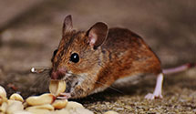 24 Hour & Emergency Exterminators in New Britain, PA